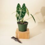 Hanging Pothos