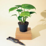 Heartleaf Philodendron