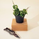Marble Queen Pothos