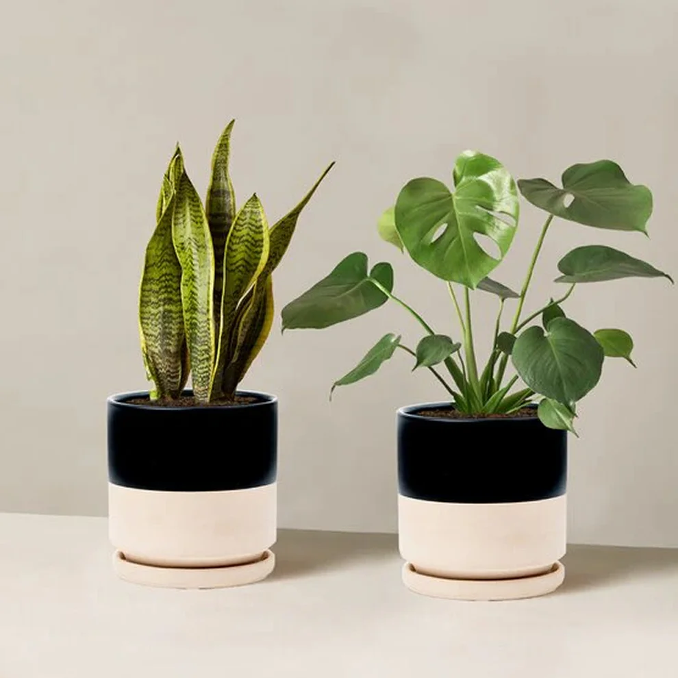 Silver Philodendron
