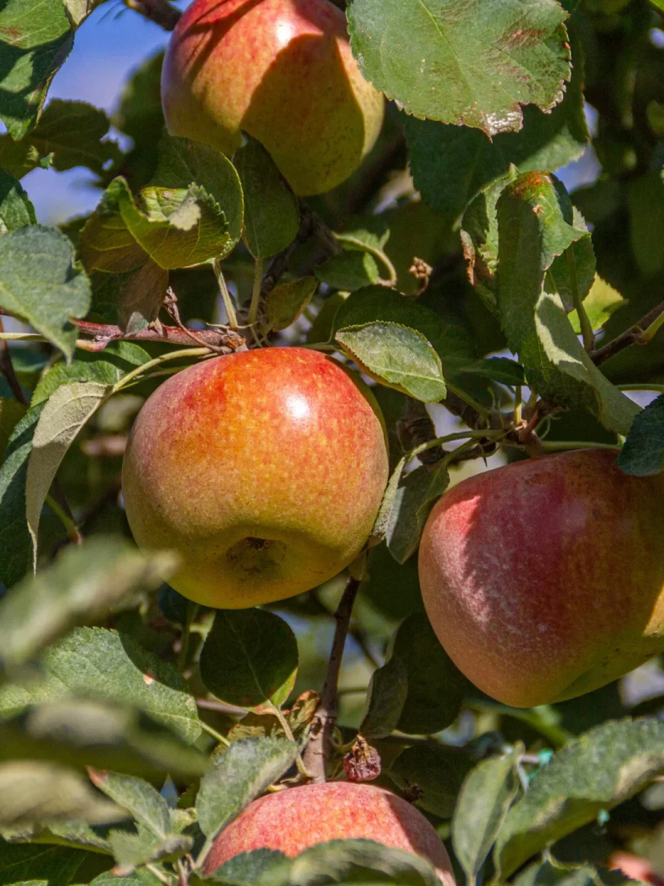 Fuji Apple - Image 2