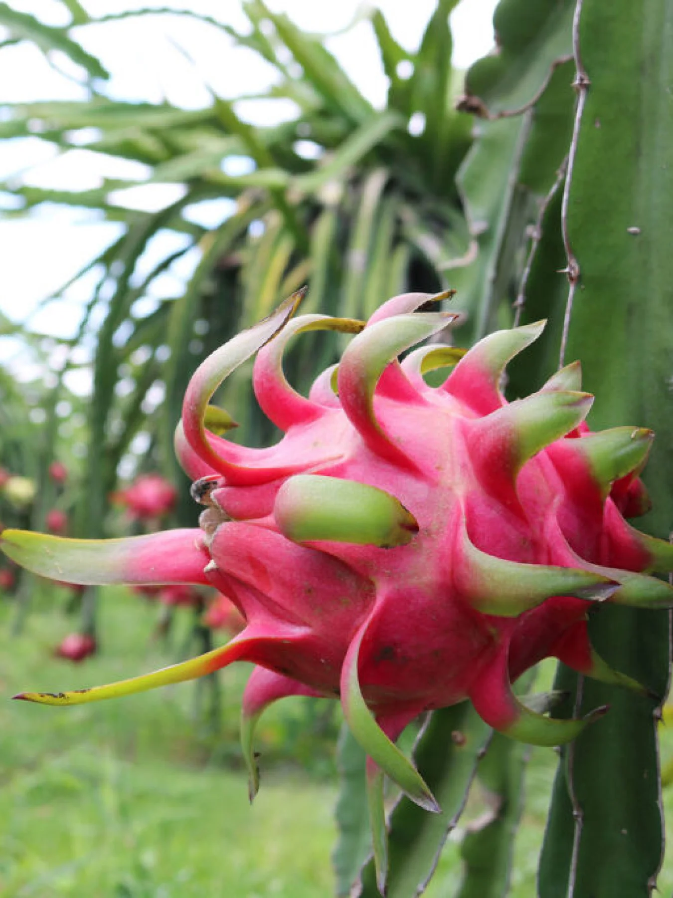 Organic Dragon Fruit