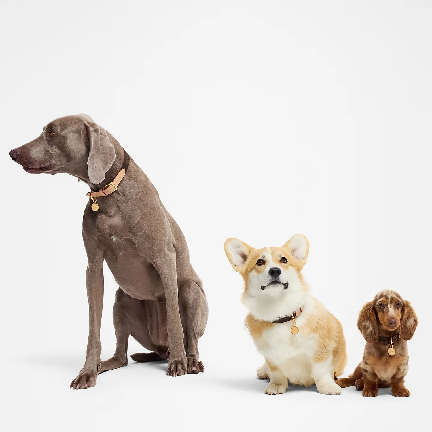 Louis Vuitton x Takashi Murakami Monogram Multicolor Dog - Image 4